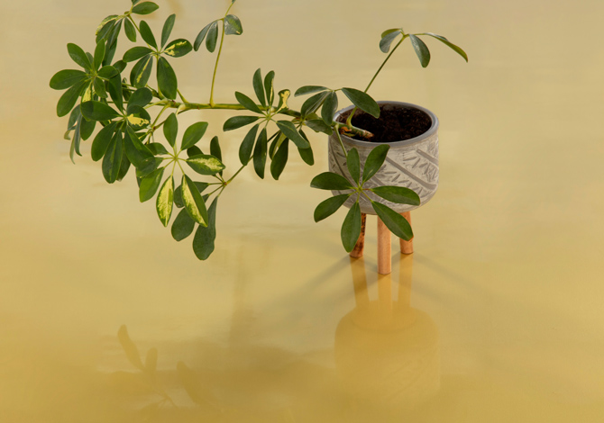 DEKORATİF DESEN KOLEKSİYONU